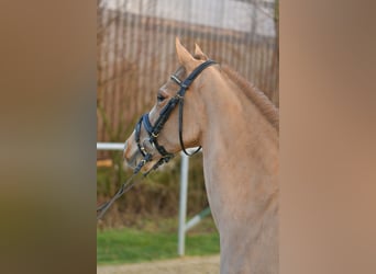 More ponies/small horses, Gelding, 15 years, 13,3 hh, Chestnut-Red