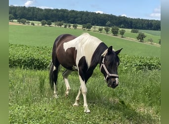 More ponies/small horses Mix, Gelding, 15 years, 14 hh, Pinto