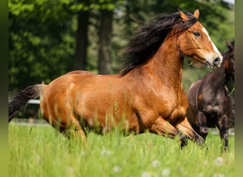 More ponies/small horses, Gelding, 15 years, 14,2 hh, Brown