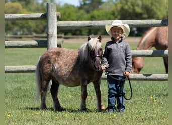 More ponies/small horses, Gelding, 15 years, 9 hh