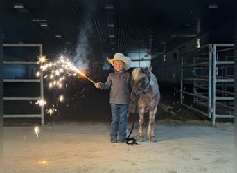 More ponies/small horses, Gelding, 15 years, 9 hh