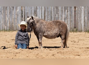 More ponies/small horses, Gelding, 15 years, 9 hh