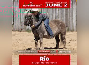 More ponies/small horses, Gelding, 15 years, 9 hh