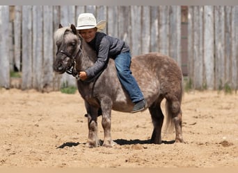 More ponies/small horses, Gelding, 15 years, 9 hh