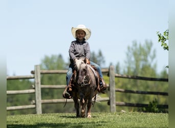 More ponies/small horses, Gelding, 15 years, 9 hh