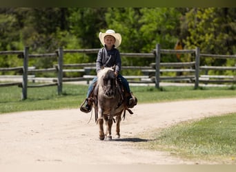 More ponies/small horses, Gelding, 15 years, 9 hh