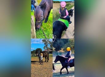 More ponies/small horses Mix, Gelding, 16 years, 12.1 hh, Black
