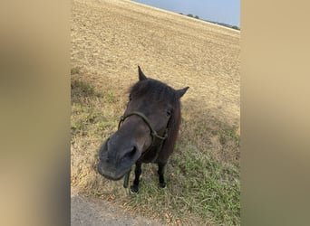 More ponies/small horses Mix, Gelding, 16 years, 12.1 hh, Black