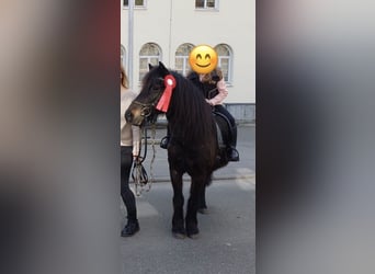 More ponies/small horses Mix, Gelding, 16 years, 12.1 hh, Black