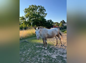 More ponies/small horses, Gelding, 16 years, 13 hh, Palomino