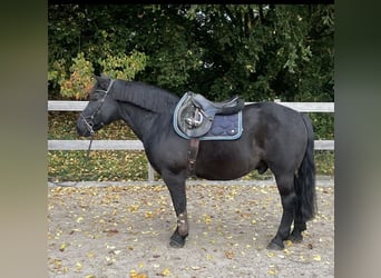 More ponies/small horses, Gelding, 16 years, 14,3 hh, Black