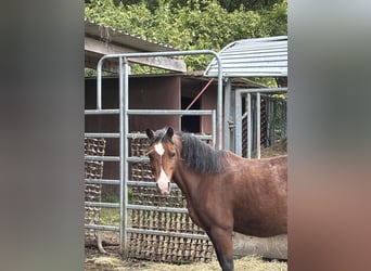 More ponies/small horses, Gelding, 16 years, Brown