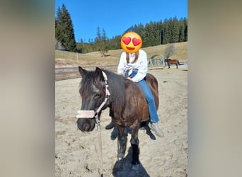 More ponies/small horses, Gelding, 17 years, 10.2 hh, Black