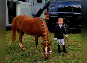 More ponies/small horses Mix, Gelding, 17 years, 11.1 hh, Chestnut-Red