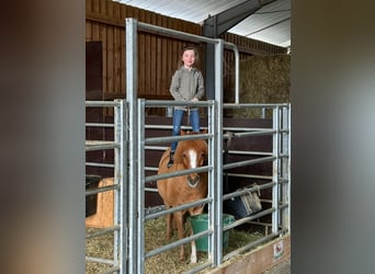 More ponies/small horses Mix, Gelding, 17 years, 11.1 hh, Chestnut-Red