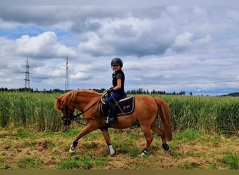 More ponies/small horses Mix, Gelding, 17 years, 11.1 hh, Chestnut-Red