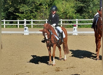 More ponies/small horses Mix, Gelding, 17 years, 11.1 hh, Chestnut-Red