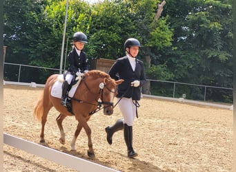 More ponies/small horses Mix, Gelding, 17 years, 11.1 hh, Chestnut-Red