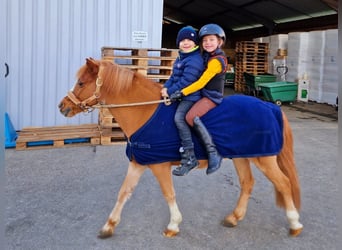 More ponies/small horses Mix, Gelding, 17 years, 11.1 hh, Chestnut-Red
