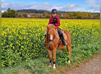 More ponies/small horses Mix, Gelding, 17 years, 11.1 hh, Chestnut-Red