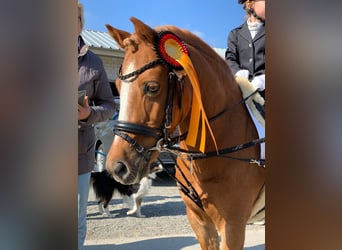 More ponies/small horses Mix, Gelding, 17 years, 11.1 hh, Chestnut-Red
