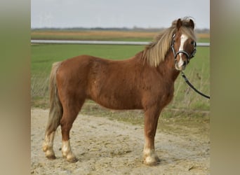 More ponies/small horses, Gelding, 17 years, 11.2 hh, Chestnut