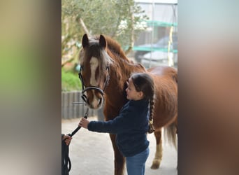 More ponies/small horses, Gelding, 17 years, 11.2 hh, Chestnut