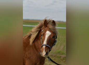 More ponies/small horses, Gelding, 17 years, 11.2 hh, Chestnut