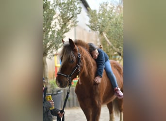 More ponies/small horses, Gelding, 17 years, 11,2 hh, Chestnut