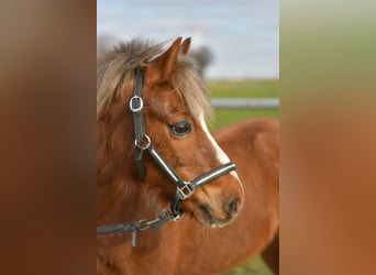 More ponies/small horses, Gelding, 17 years, 11,2 hh, Chestnut