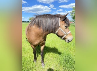 More ponies/small horses Mix, Gelding, 17 years, 13,2 hh, Brown