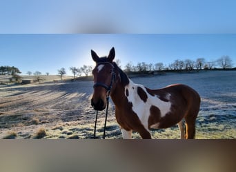 More ponies/small horses, Gelding, 17 years, 14,2 hh, Pinto