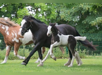 More ponies/small horses, Gelding, 17 years, 15.1 hh, Pinto