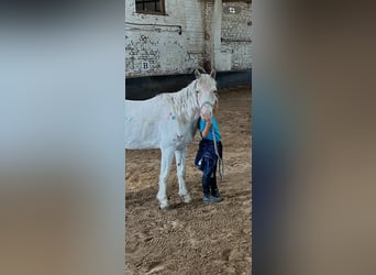 More ponies/small horses Mix, Gelding, 17 years, Grey