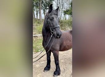 More ponies/small horses, Gelding, 18 years, 14.2 hh, Black