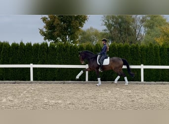 More ponies/small horses, Gelding, 18 years, 16,3 hh, Brown