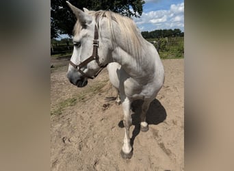 More ponies/small horses Mix, Gelding, 19 years, 13,2 hh, Grey