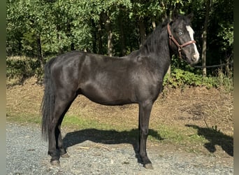 More ponies/small horses, Gelding, 1 year, 12.2 hh, Black