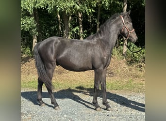 More ponies/small horses, Gelding, 1 year, 12.2 hh, Black
