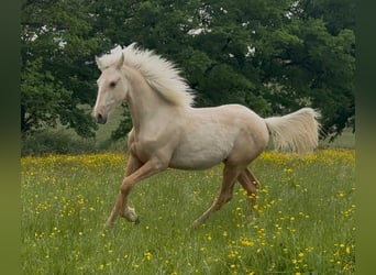 More ponies/small horses Mix, Gelding, 1 year, 15.1 hh, Palomino