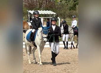 More ponies/small horses, Gelding, 20 years, 12,2 hh, Grey