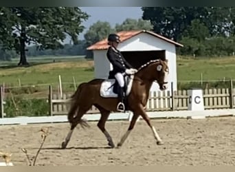 More ponies/small horses, Gelding, 21 years, 14,1 hh, Chestnut-Red
