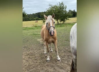 More ponies/small horses, Gelding, 23 years, 14,2 hh, Brown-Light