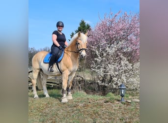 More ponies/small horses, Gelding, 23 years, 14,2 hh, Dun