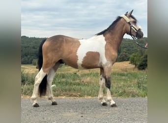 More ponies/small horses, Gelding, 2 years, 13.2 hh, Pinto