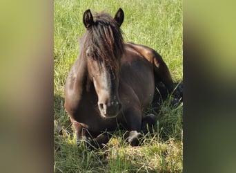More ponies/small horses, Gelding, 2 years, 13,2 hh, Bay-Dark
