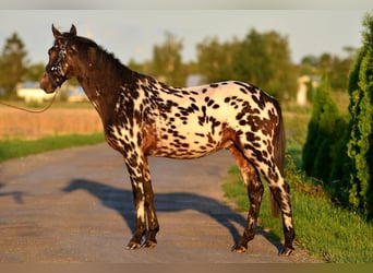 More ponies/small horses, Gelding, 2 years, 14 hh, Leopard-Piebald