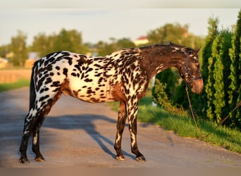 More ponies/small horses, Gelding, 2 years, 14 hh, Leopard-Piebald