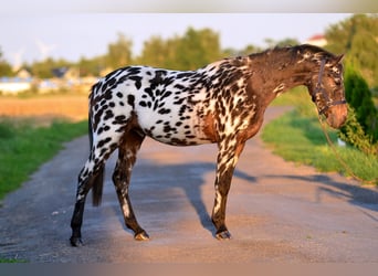 More ponies/small horses, Gelding, 2 years, 14 hh, Leopard-Piebald