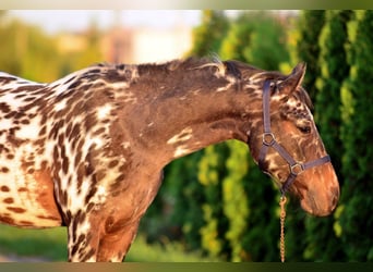 More ponies/small horses, Gelding, 2 years, 14 hh, Leopard-Piebald